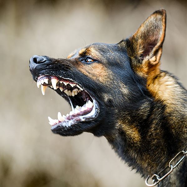 Dog Bites